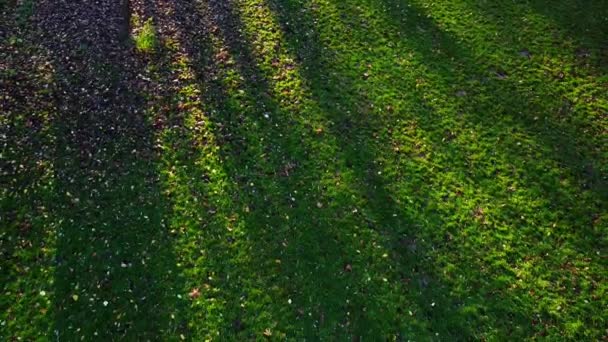 Groene Gazon Het Najaarspark — Stockvideo