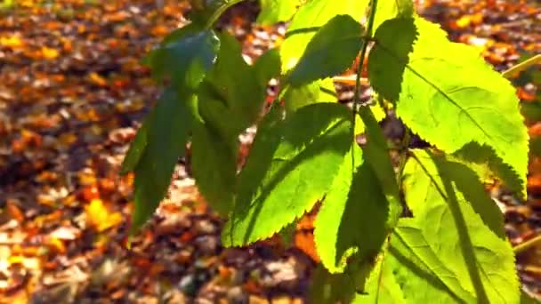Zielone Liście Świetle Promieni Słońca Tle Spadających Liści — Wideo stockowe