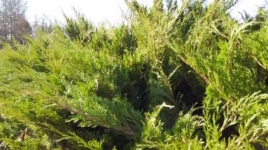 Thuja oksidentalis. Sonbahar parkını çekiyoruz..