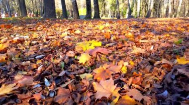 Sonbahar yaprakları parka düştü..