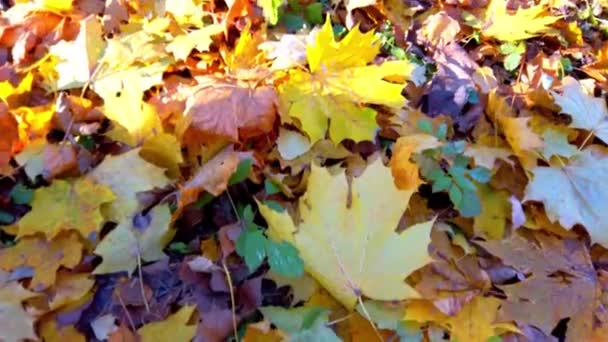 Autunno Foglie Cadute Nel Parco — Video Stock