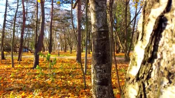 Árvores Parque Outono — Vídeo de Stock