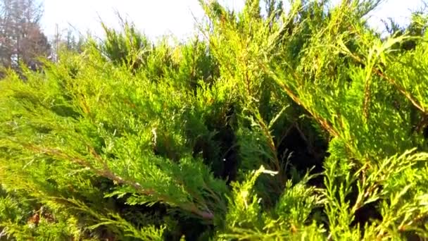 Thuja Occidentalis Κινηματογραφώντας Φθινόπωρο Του Πάρκου — Αρχείο Βίντεο