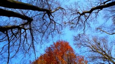 Sonbahar ağaçları gökyüzünün arka planına karşı.