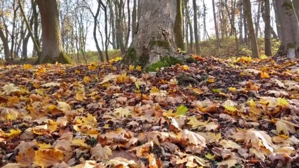 Jesień Spadły Liście Parku — Wideo stockowe