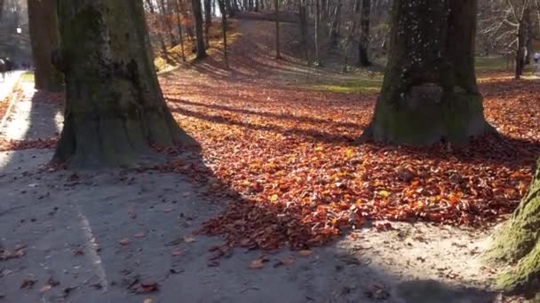 Jesień Spadły Liście Parku — Wideo stockowe