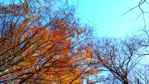 Arbres Automne Sur Fond Ciel — Video