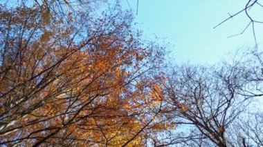 Sonbahar ağaçları gökyüzünün arka planına karşı.