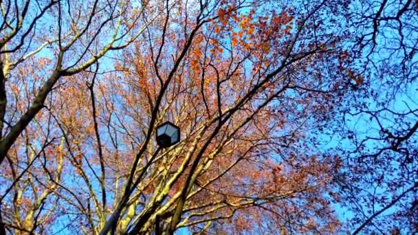 Arbres Automne Sur Fond Ciel — Video