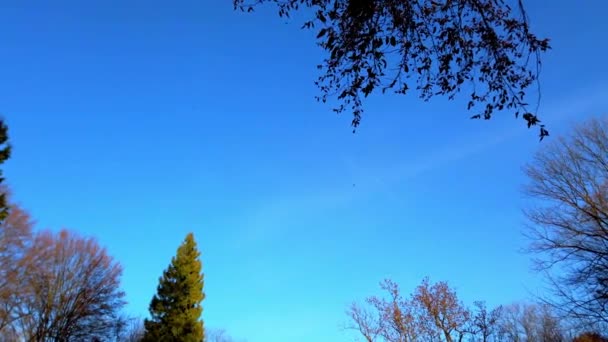 Herfstbomen Tegen Achtergrond Van Lucht Vallende Bladeren — Stockvideo