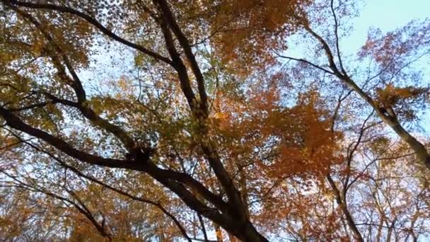 Φθινοπωρινά Δέντρα Στο Φόντο Του Ουρανού — Αρχείο Βίντεο