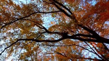 Sonbahar ağaçları gökyüzünün arka planına karşı.