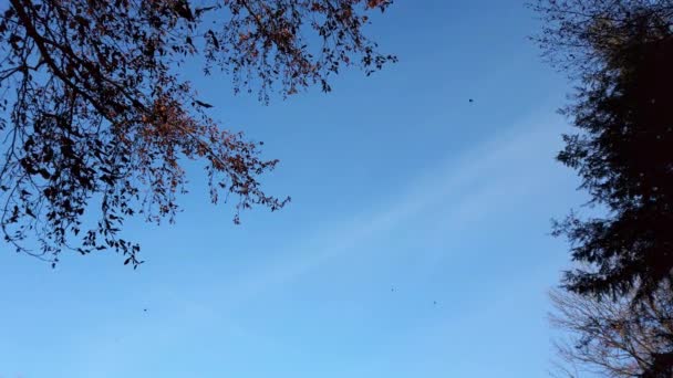 Alberi Autunnali Sullo Sfondo Del Cielo Foglie Cadenti — Video Stock