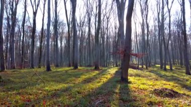 Sonbahar ormanındaki ağaçlar.