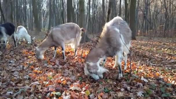 秋の森のヤギの群れ — ストック動画