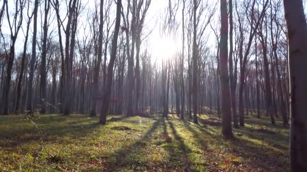 Sonbahar Ormanındaki Ağaçlar — Stok video