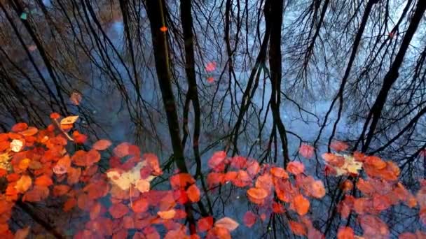 Reflejo Árboles Otoñales Agua Con Hojas Caídas — Vídeo de stock