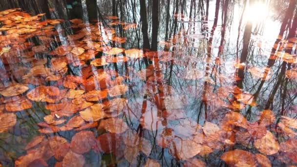 Αντανάκλαση Φθινοπωρινών Δέντρων Στο Νερό Πεσμένα Φύλλα — Αρχείο Βίντεο