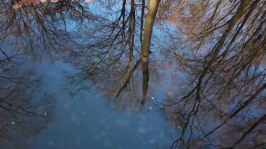 Sonbahar ağaçlarının suya dökülen yapraklarla yansıması..