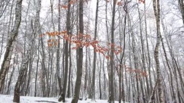 Kış ormanında karlı ağaçlar.