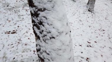Kış ormanında karlı ağaçlar.