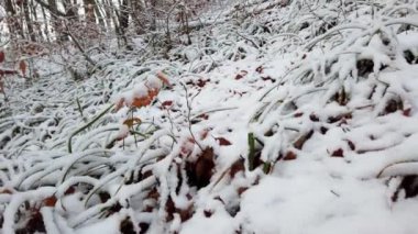 Otlar ve yapraklar ormandaki karla kaplı..