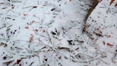 Otlar ve yapraklar ormandaki karla kaplı..