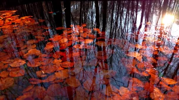 Reflexion Von Herbstbäumen Wasser Mit Abgefallenen Blättern — Stockvideo