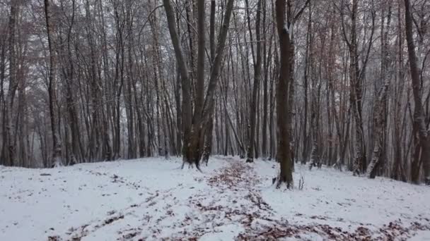 Śnieżne Drzewa Zimowym Lesie — Wideo stockowe