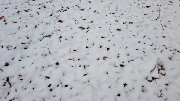 Tráva Listí Pokryté Sněhem Lese — Stock video