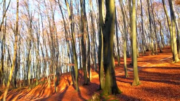 Drzewa Jesiennym Lesie — Wideo stockowe