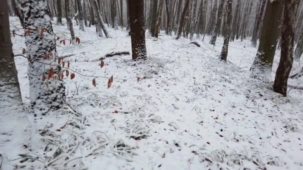 Hierba Hojas Cubiertas Nieve Bosque — Vídeos de Stock