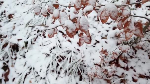 Gras Bladeren Bedekt Met Sneeuw Het Bos — Stockvideo