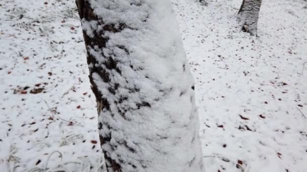 Árboles Nevados Bosque Invierno — Vídeos de Stock