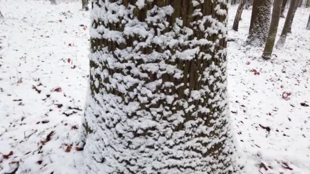 Snöiga Träd Vinterskogen — Stockvideo
