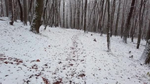 Χιονισμένα Δέντρα Στο Χειμερινό Δάσος — Αρχείο Βίντεο