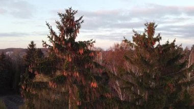 Gün batımında ladin tepelerinde uçan bir İHA 'nın hava görüntüsü.