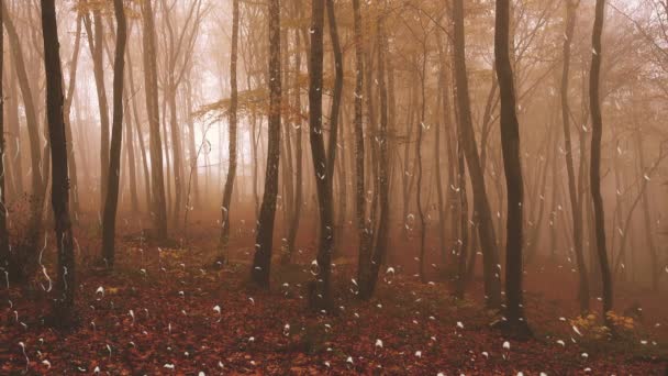 Pioggia Contro Una Foresta Vista Dalla Finestra Gocce Pioggia Sul — Video Stock