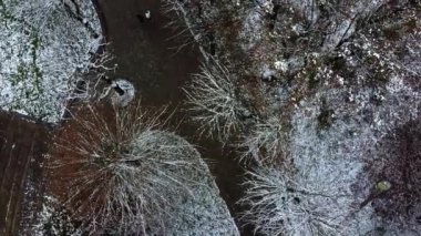 Kış parkında ağaçlar.