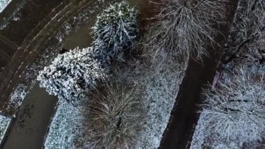 Kış parkında ağaçlar.