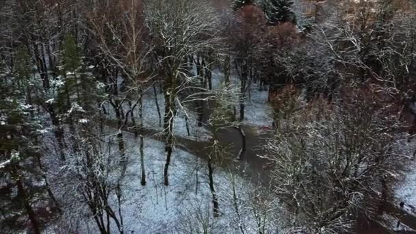 Δέντρα Στο Χειμερινό Πάρκο — Αρχείο Βίντεο
