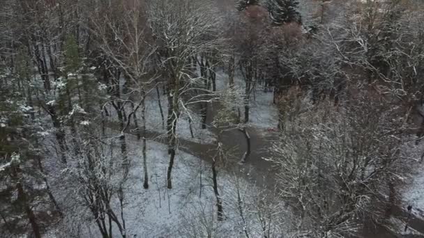 Alberi Nel Parco Invernale — Video Stock