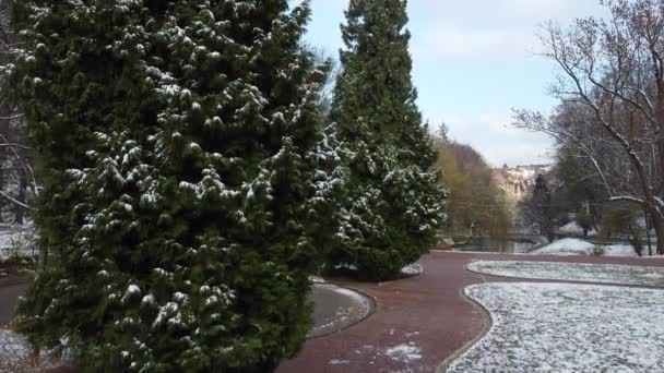 Árboles Parque Invierno — Vídeos de Stock