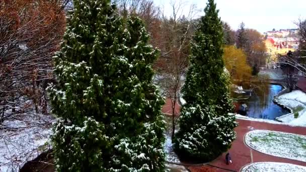 Дерева Зимовому Парку — стокове відео