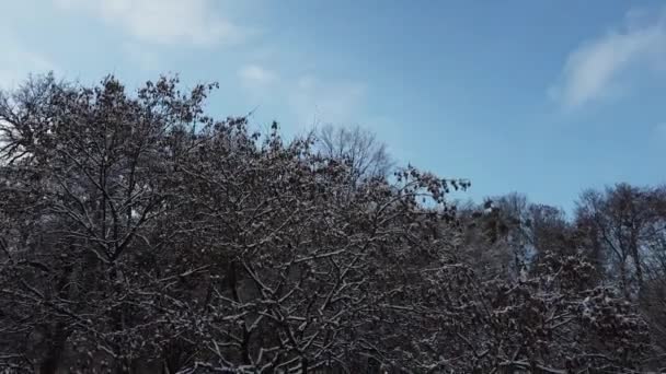 Дерева Зимовому Парку — стокове відео