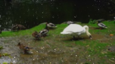 Yağmurda bir gölün arka planında kuğular ve ördekler. Pencereden bak. Cama yağmur damlaları damlıyor.