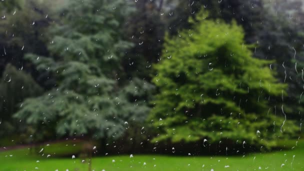 雨天在公园里的云杉 从窗户往外看玻璃上的雨滴 — 图库视频影像