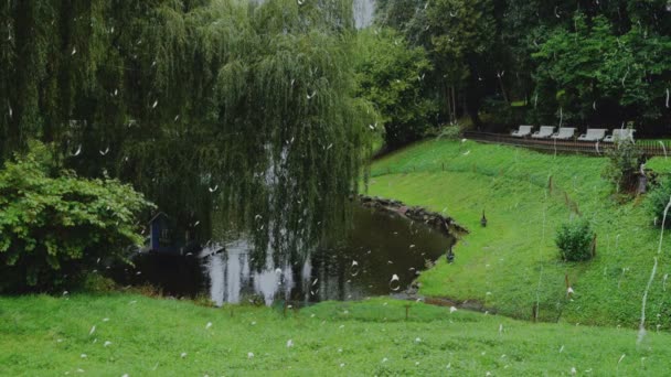 Pond Park Rain Black Swans Graze Green Grass View Window — Stock Video