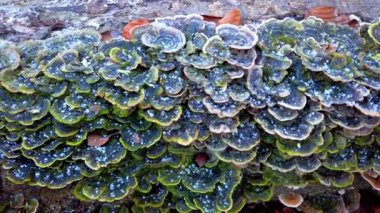 Mantarlar, devrilmiş bir ağaçta yetişir. Ağaçta buz ve mantarlar, kış ormanlarında çekim..