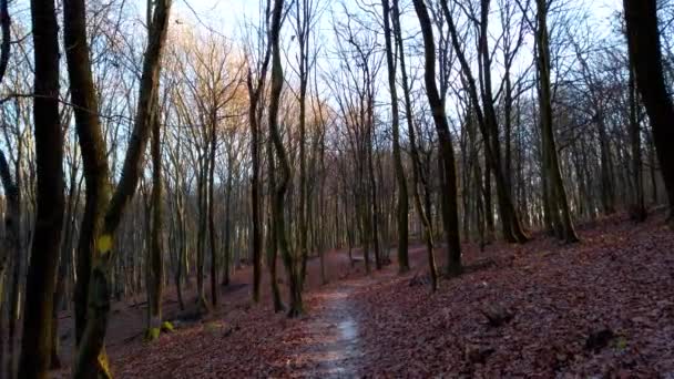 Träd Och Fallna Lövverk Vinterskogen Stigen Skogen — Stockvideo